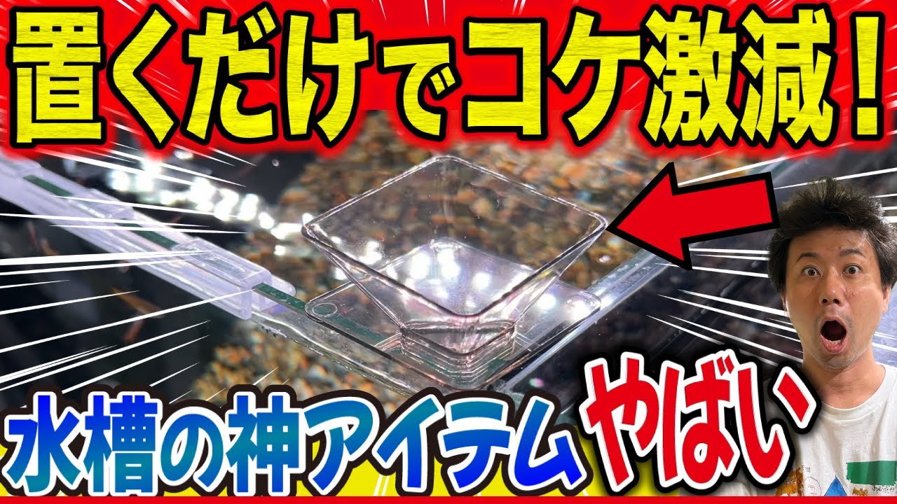 【コケ激減】コケの原因は“餌の散らばり”…置くだけ神アイテムで一発改善！