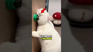 Tanaman Ini Awalnya Buat Ngusir Nyamuk, Tapi Malah Disukai Kucing #faktaunik #shorts