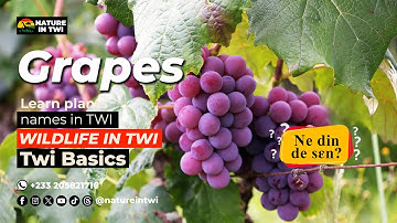 Twi Name for Grapes: Asante Twi | African Food in Twi | Ghana Food in Twi | Plants of Ghana in Twi