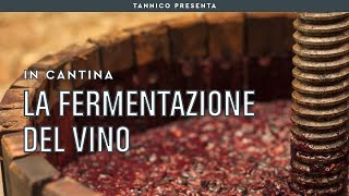 La fermentazione del vino | Tannico Flying School