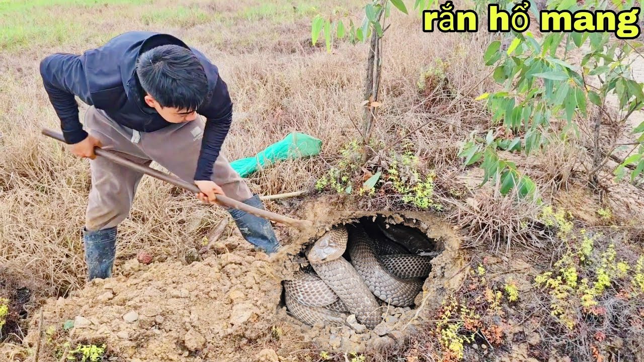 Truy Tìm Dấu Vết Rắn Hổ Mang Khổng Lồ Nặng 13kg Nam Thanh Niên Gào Thét Bỏ Chạy