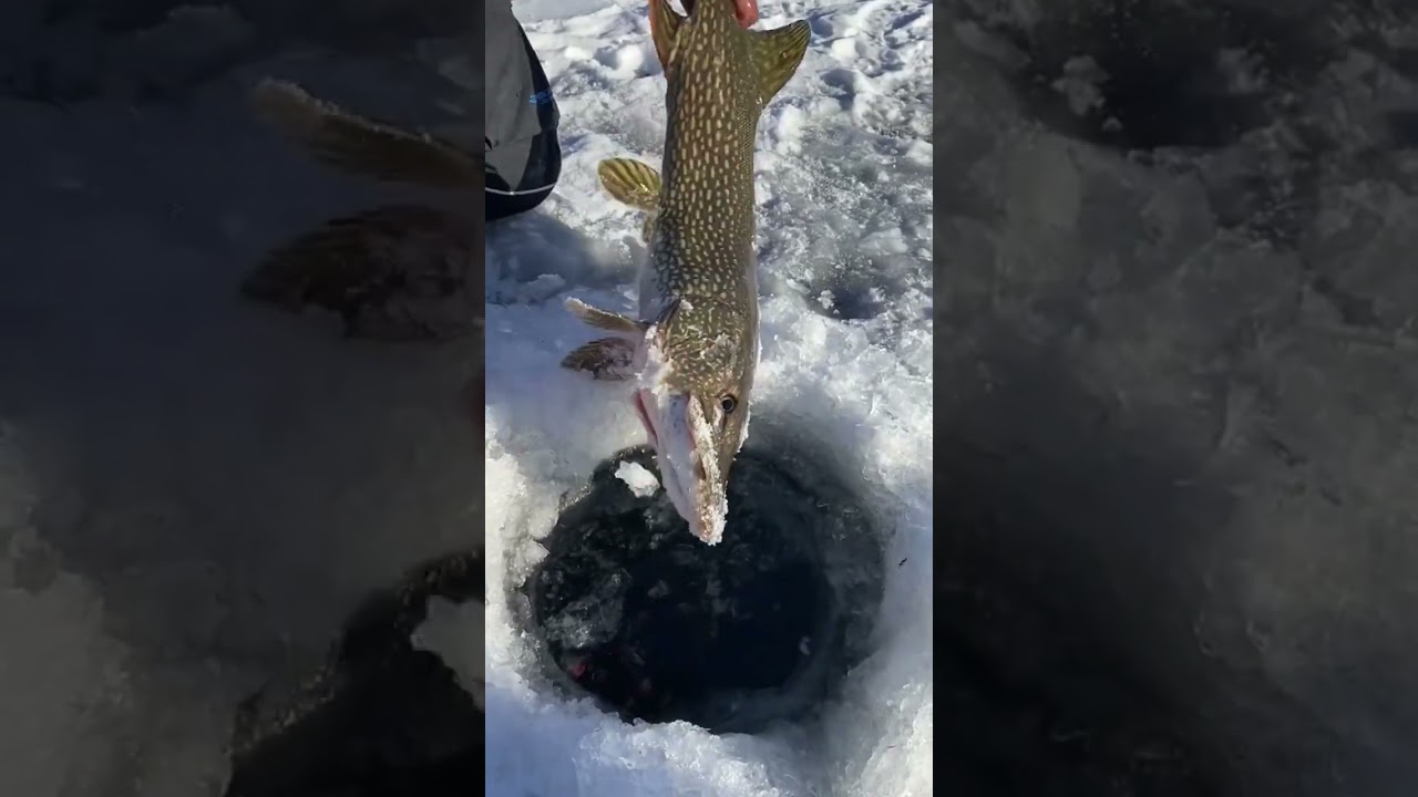 We caught a yellow pike 