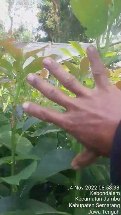 KAMPUNG ALPUKAT KALIBENING