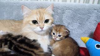 This cute little kitten was just about to go to sleep when the mother cat woke it up…
