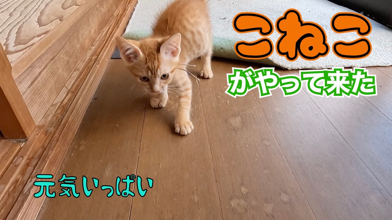 子猫がやって来た‼️😊　　「元気いっぱい」