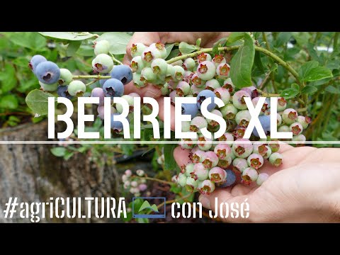 Video: Jardín de frutos rojos: cultivo de frutos rojos por dentro