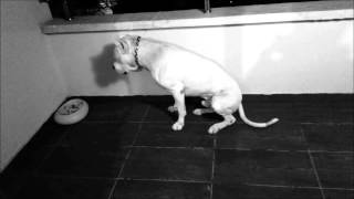 Benim Bir Sevgilim Var Aslen Arjantinli