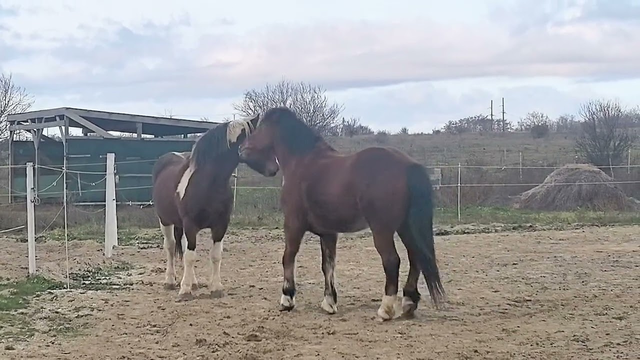 Мальчишки играются, целуются и кусаются😜 Конные прогулки Анапа @