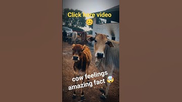 cow feelings amazing fact 🤯