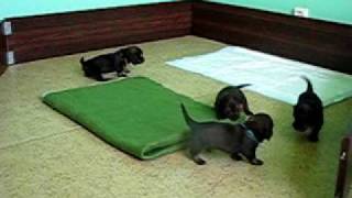 MVI_5796.AVI