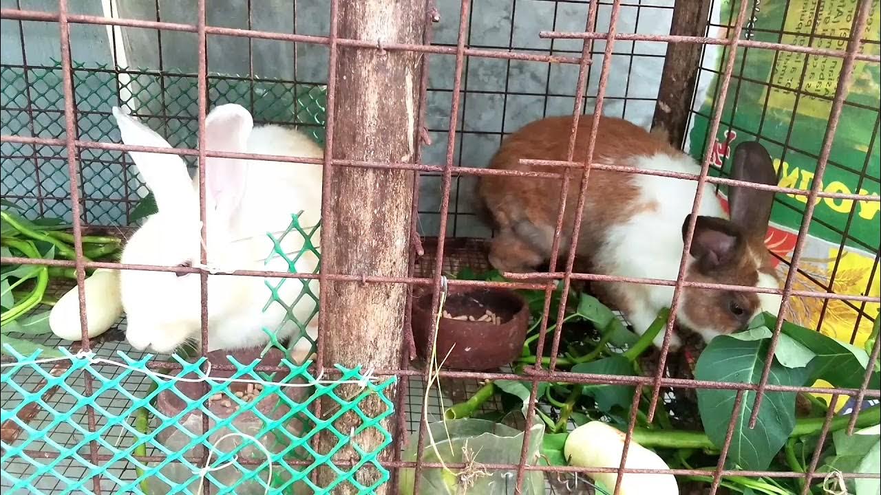 couple rabbit eating kangkong YouTube