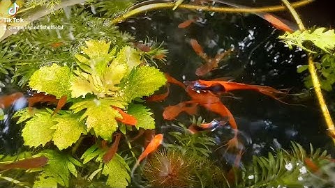 NUÔI CÁ KIẾM VÀ CÁ BẢY MÀU TRONG LU SÀNH