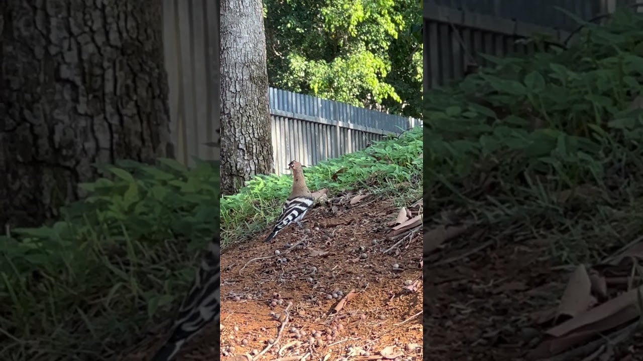 Majestic Hoopoe on the Hill – Nature’s Crowned Beauty! 