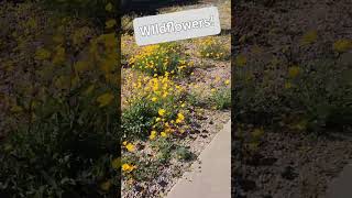 Natural Front Lawns.  Designed to attract bees in Arizona! @ArizonaAmbience