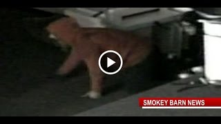 Crawling Burglars Hit UPS Store In Springfield TN