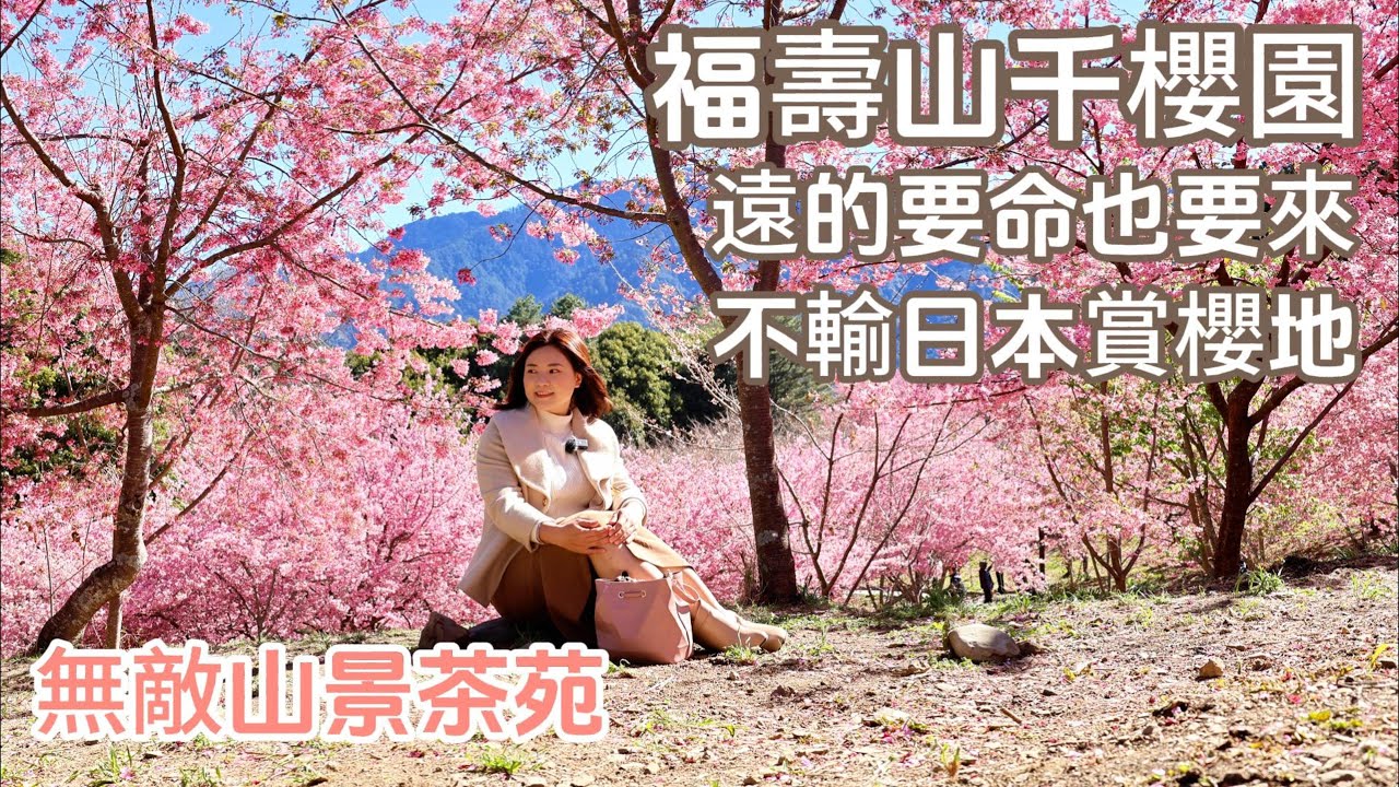 2024福壽山千櫻園| 昭和櫻富士櫻滿開|路途遙遠還是要來朝聖|山谷旁的質感喫茶館筑淨茶苑