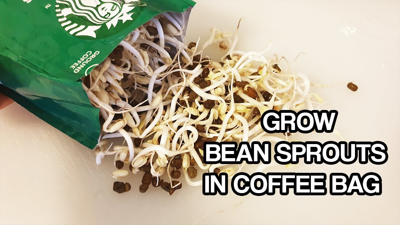 BEAN SPROUTS IN A COFFEE BAG in 4 DAYS How to grow, full steps YouTube