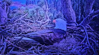 FRIENDSOFBIGBEARVALLEY.ORG TWO EAGLE EGGS TODAY