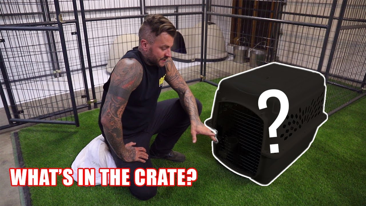 We saved these wolf puppies from being KILLED!