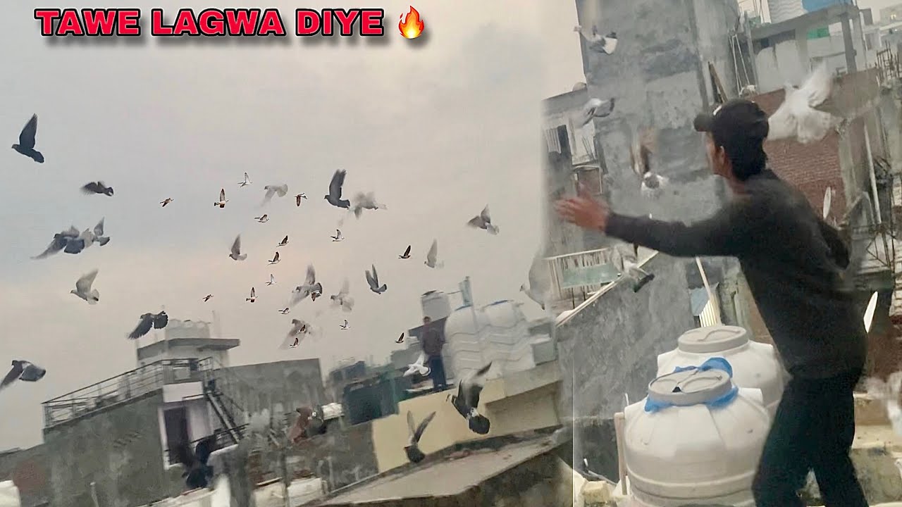 New Kabutro Ko Tawe Lagwa Diye 🥳❤️ Day 1 