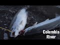 Bank Fishing The Columbia River * STEELHEAD LIMITS*