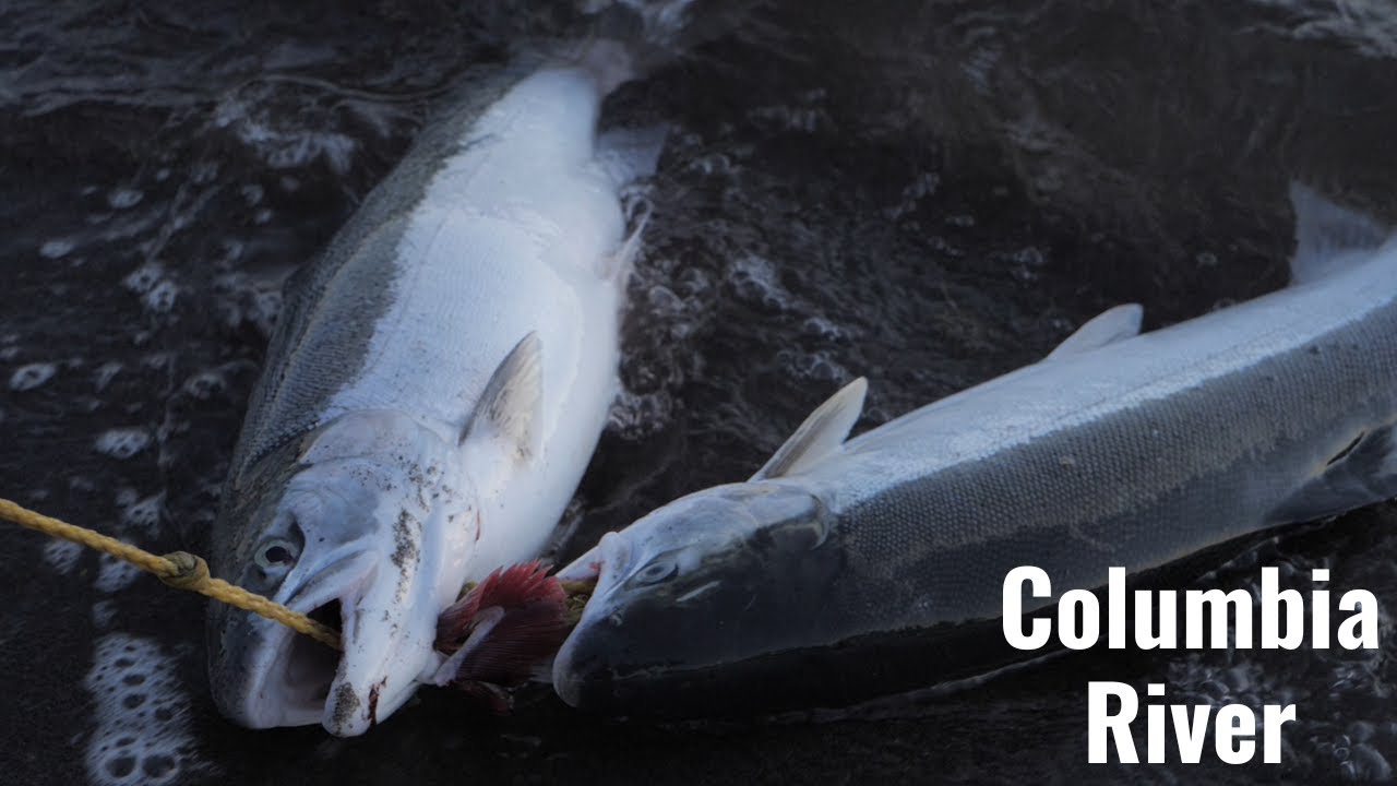 Bank Fishing The Columbia River * STEELHEAD LIMITS* YouTube