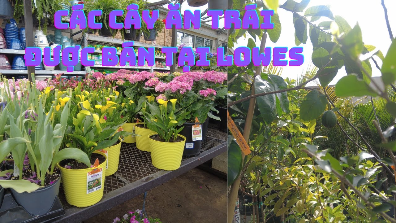 CÁC LOẠI CÂY GIỐNG VIỆT NAM CÓ BÁN TẠI LOWE'S FLORIDA