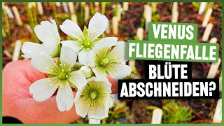 #135 Dionaea muscipula: Should the flowers be cut off or left on and pollinated?