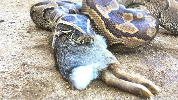 Python takes a Feeder Rabbit (Time Lapse x3)
