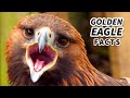 Golden eagle facts north americas largest bird of prey