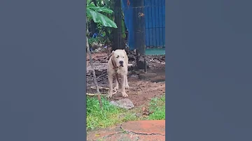 Dogo Argentino Dogo Dogoargentino Dogoargentinoworld Dangerousanimals Kl 