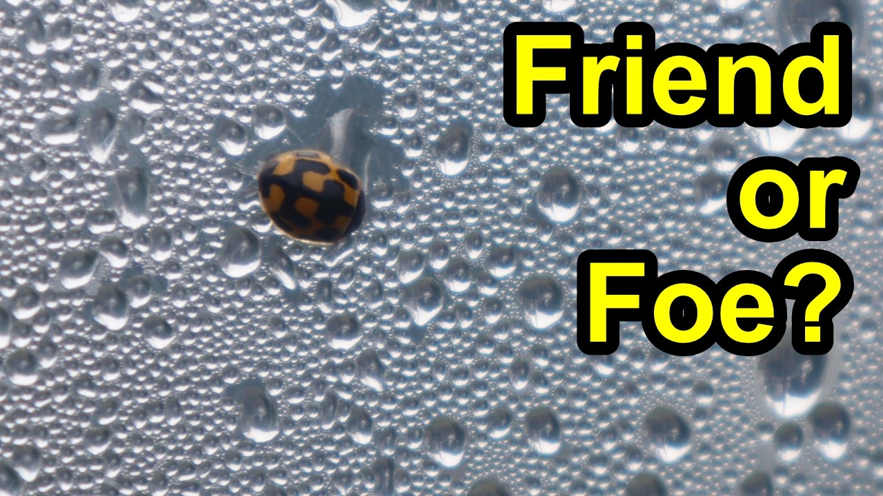 14-Spotted Ladybug Identification | Beneficial Garden Insect