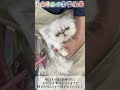 ある日の実習の風景 キャットグルーマー協会代々木校