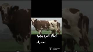 اكتر الأبقار انتاج الحليب ..