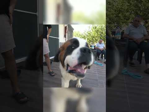 İnsanları Kurtarmak İçin Boynunda Alkol Taşıyan Köpekler! #saintbernarddog  #köpek #shorts