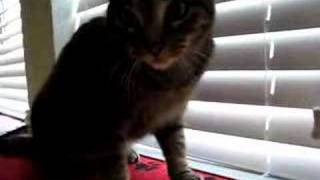 Evil Cat Attacks