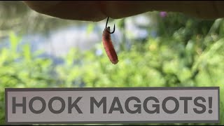 How to Hook Maggots Correctly - Fishing