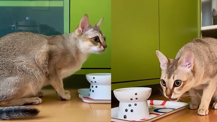 Video 300701: cute singapura cat