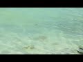 Saii lagoon crossroads  maldives  anytime vlogging