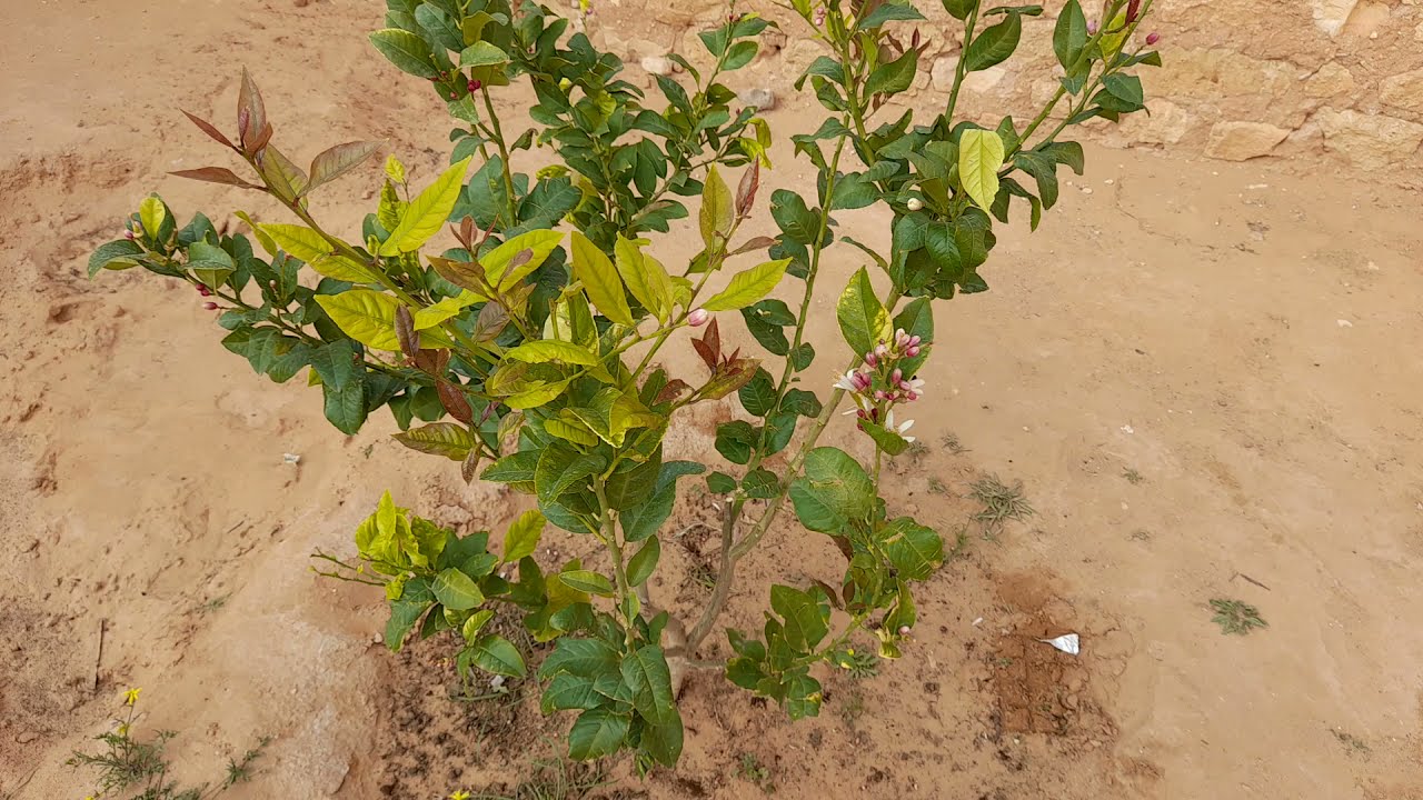 أنتبه سماد الحديد قد يقتل أشجارك ... كيفية إستعمال سماد الحديد ... How to use iron fertilizer