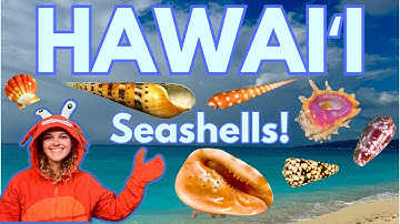 Diving & Beachcombing in Hawaii | Rare Seashells & Marine Life | Cone Shells, Cowries, & Crustaceans