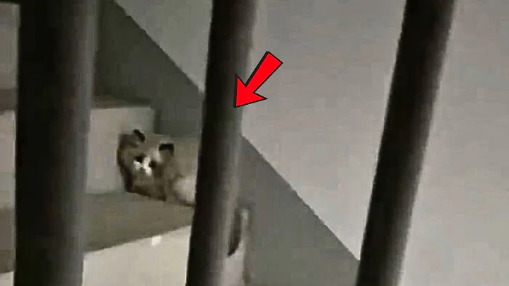 Watch the video about A lost pet cat cried all night in the dark hallway, her cries never got a response from her owner