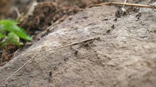 Ants - Sarangan, Java (Indonesia) 15-10-2016