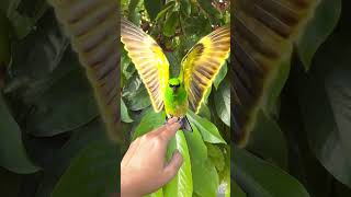A flying masterpiece #bird #nature #viralshort #peacefulvideo #aibirds