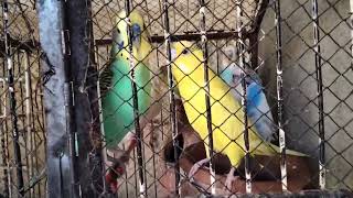 Australian tote talking ll Australian parrots enjoying ll original sounds screenshot 4