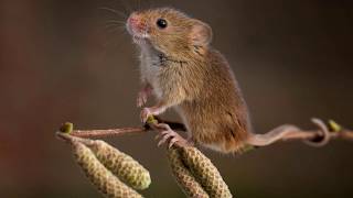 Как пищит или говорит мышь?