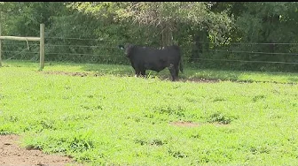 Local teens search for missing animals thumbnail