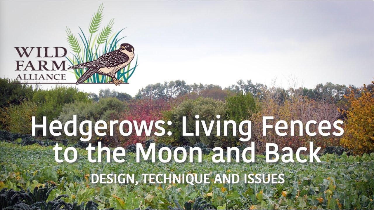 Hedgerows: Living Fences to the Moon and Back