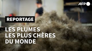 En Islande, le trésor des plumes les plus chères du monde | AFP