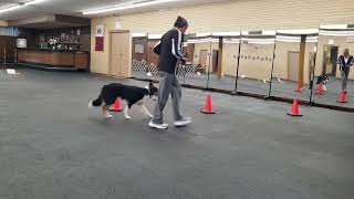 Kim Schiro and Nikki #DN80951804 AKC Virtual Rally Intermediate Course #1